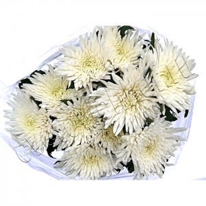 букет белых хризантем фото