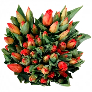 Тюльпан Лалибела (Lalibela) красные